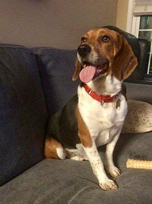 Atlanta, united states, ga georgia. Atlanta, GA - Beagle. Meet BUSTER a Pet for Adoption ...