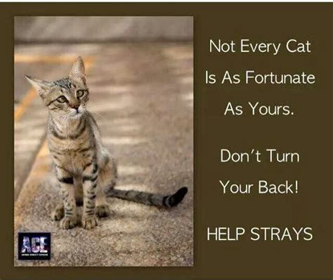 Not Every Cat Is As Fortunate As Yours Dont Turn Your Back Help