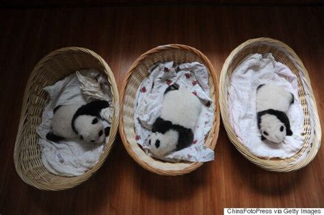Cute Newborn Pandas In Baskets Huffpost Life