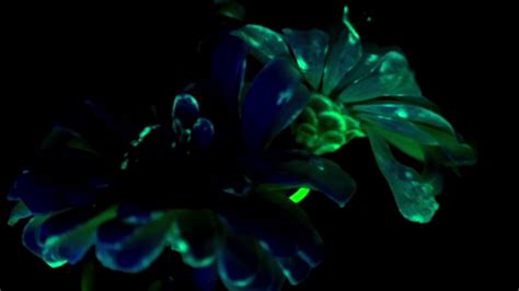 How To Create Your Own Fluorescent Flowers Mental Floss