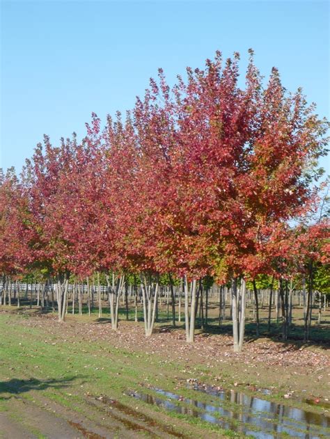 Many of my customers inquire about them. Acer freemanii | Autumn Blaze® Red Maple Tree | Lake ...