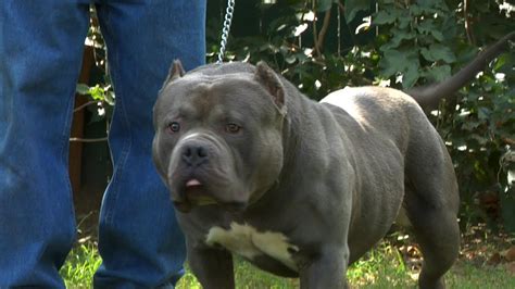 This is an important question to ask before you take the puppy home. AMERICAN BULLY DOG - ICHIBAN - YouTube