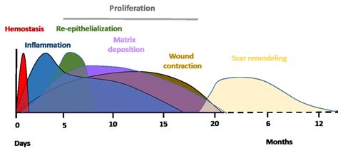 Typical Timescale And Phases Of Acute Wound Healing Stages In Young