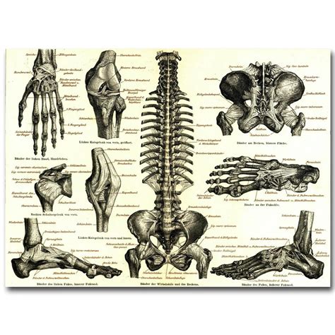 Human Anatomy Bone Skeletal System Art Silk Cloth Poster Print 16x20