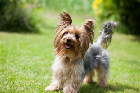 How Much Do Yorkies Cost Yorkshire Terrier Costs Explained