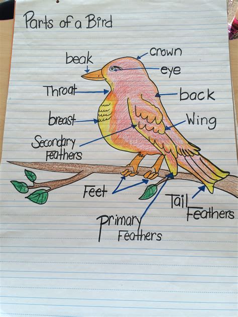 Parts Of A Bird Chart Birds Classroom Charts Drawing Skills