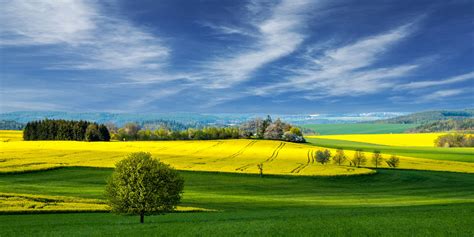 Mellow Yellow Landscape Francis Berger
