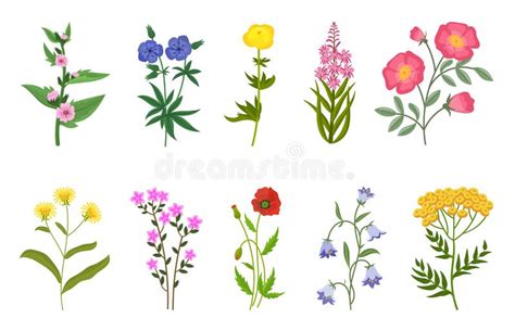 Different Wild Flowers Vector Illustrations Set Stock Vector