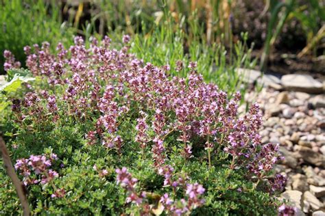 Anbau, pflege und vermehrung von thymian im garten Sand-Thymian - Quendel pflanzen und pflegen
