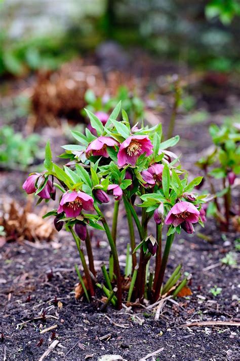 The best flowering plants for this area are adapted to shade. 15 Best Shade Perennials - Shade-Loving Perennial Flowers ...