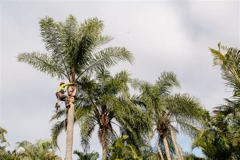 Why Do You Need Palm Tree Pruning Brisbane Brisbane Mulching Service