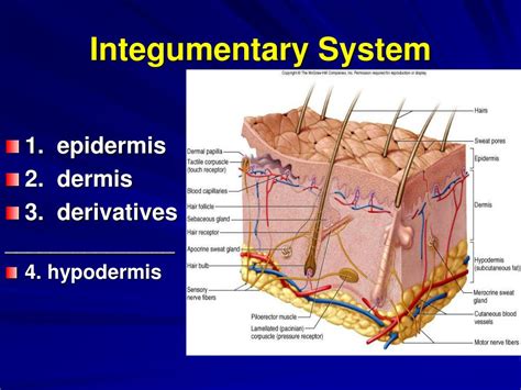Integumentary System Hair Diagram