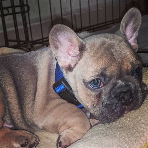 The blue is also vulnerable to more health problems the french bulldog life expectancy is between 10 and 12 years. Pin on #California Blues Clues Frenchies