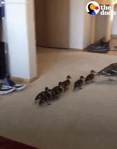 Ducklings GIFs Find Share On GIPHY