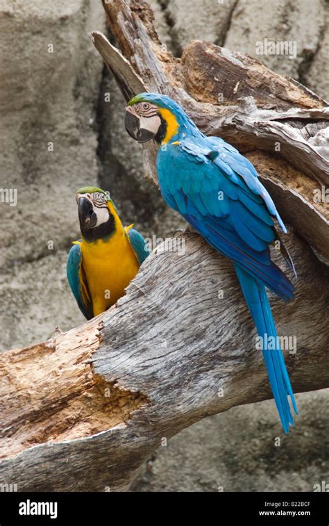 Blue And Yellow Macaws Stock Photo Alamy