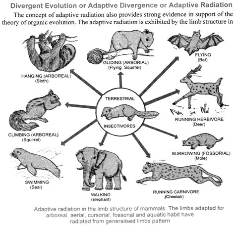 What Is Parallel Evolution Its Difference With Adaptive Evolution