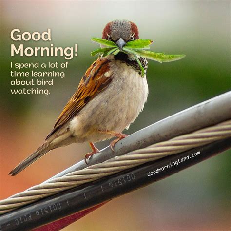 Good Morning Birds Messages Wisdom Good Morning Quotes