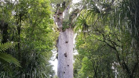 New Zealand S Largest Known Living Kauri Tree T Ne Mahuta Heroe