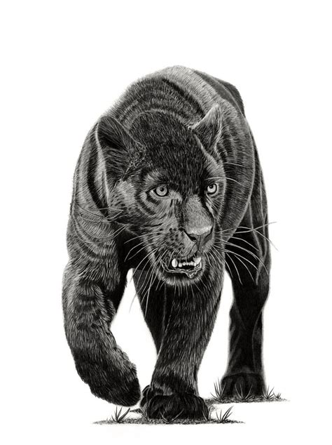Black Panther Pencil Drawing By Paul Stowe Artfinder