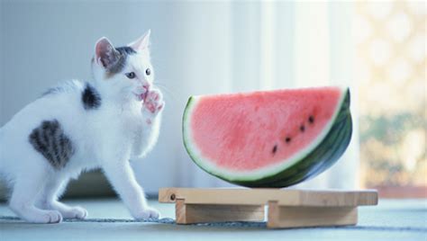When it comes to humans, one of the most important though watermelon is mostly water, it also contains sugar. Can Cats Eat Watermelon? Is Watermelon Safe For Cats ...