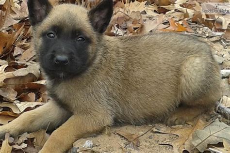 Akc belgian malinois champion blood line puppies for sale. AKC Dallas 4M CH Pedigree | Belgian Malinois puppy for ...