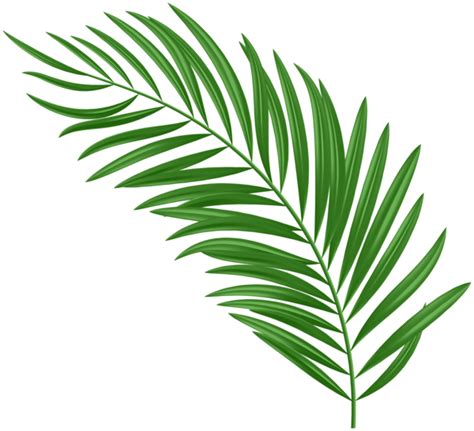 11069 Palm Leaves Clipart Images Stock Photos And Vectors Clip Art
