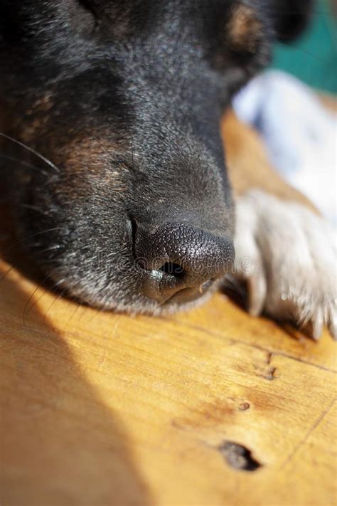 Close Up Of A Black Dog Nose On A Wooden Background Stock Image Image