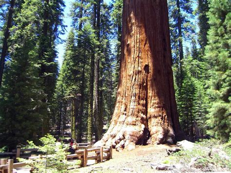 9 Of The Worlds Most Amazing Trees