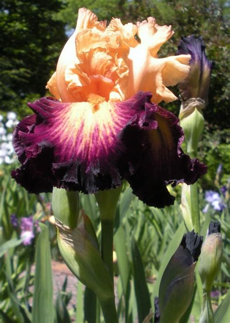 Multi Colored Iris Blossoms A Gallery