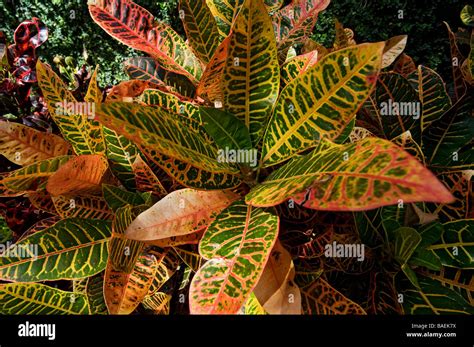 Multi Colored Croton Plant Leaves At Pinewood Estate At Bok Tower Stock