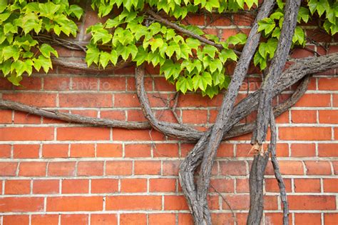 Vine Growing On An Old Brick Wall Stock Photo By Maciejbledowski