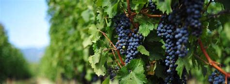 Types Of Wine Grapes Discount Shopping Save 41 Jlcatjgobmx