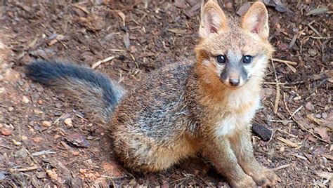 Fox Kit Rearing Season Means More Fox Sightings During The Day