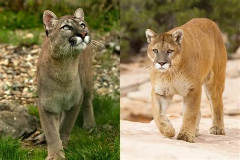 Puma Vs Mountain Lion The Main Differences Tiger Tribe