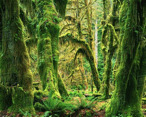 Usa Washington Olympic National Park Hoh Rain Forest Moss Covered