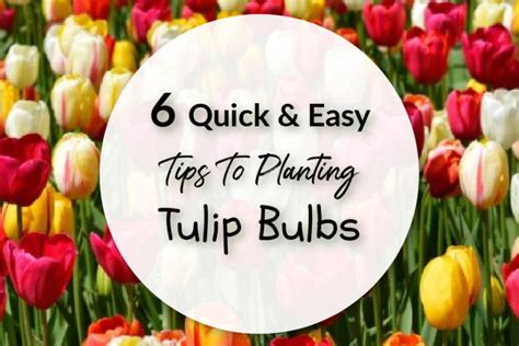 6 Quick And Easy Tips To Planting Tulip Bulbs Simplestepsforlivinglife