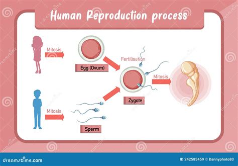Human Reproduction Process Infographic Stock Vector Illustration Of