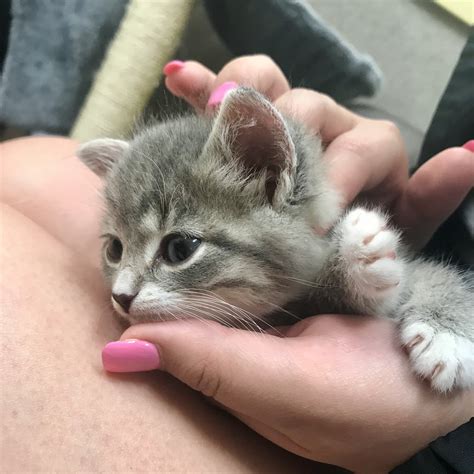 Cute Little Kitten Aww
