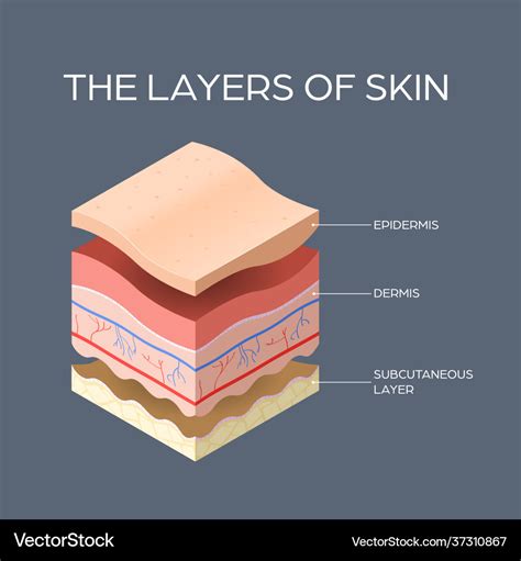 Skin Anatomy Cross Section Of The Human Skin Stock Vector Sexiz Pix