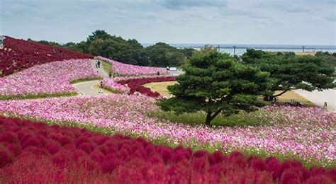 Hitachi Seaside Park Japans Most Spectacular Views In Autumn