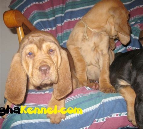The momma had 12 on her first litter and all survived. 79+ Bloodhound Puppy For Sale Near Me - l2sanpiero