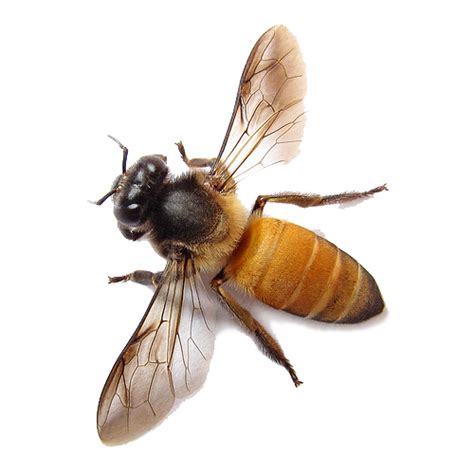Bee Png Image Transparent Image Download Size 500x500px