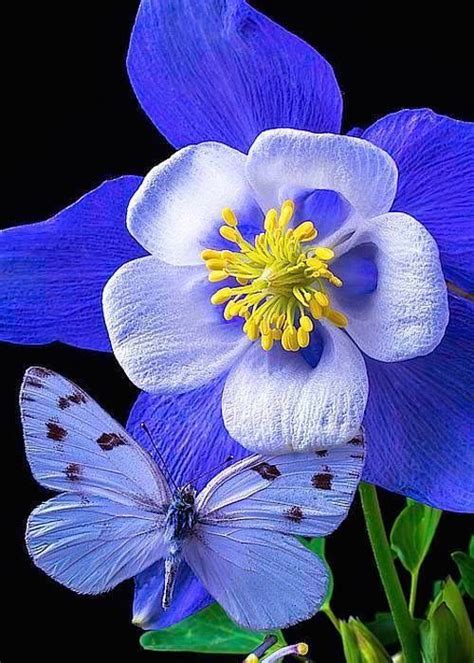 3815 Best Blue Flowers Images On Pinterest