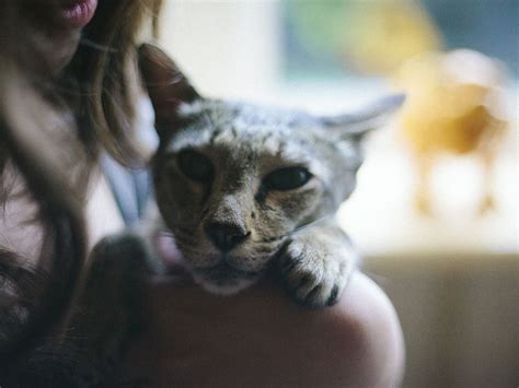 This method can also retrieve biopsies of masses, and even retrieve foreign bodies that may be the source of obstruction. I Can No Longer Imagine Life Without a Cat