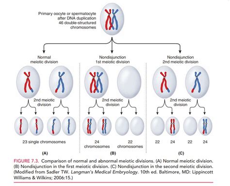 Abnormalities In Chromosome Number