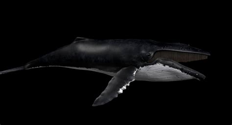 humpback whale megaptera novaeangliae 3d model by gabrielcasamasso