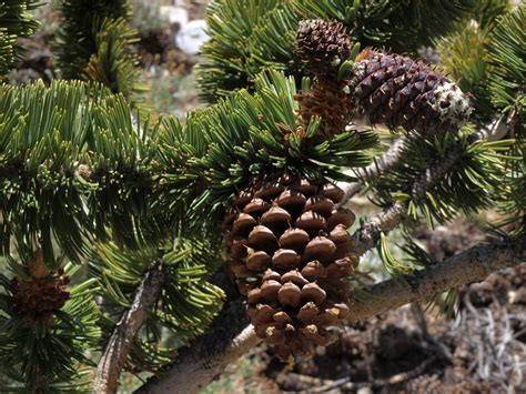 Ancient Bristlecone Pine Pinus Longaeva Ancient