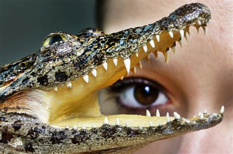Crocodile Ears Images Crocodile