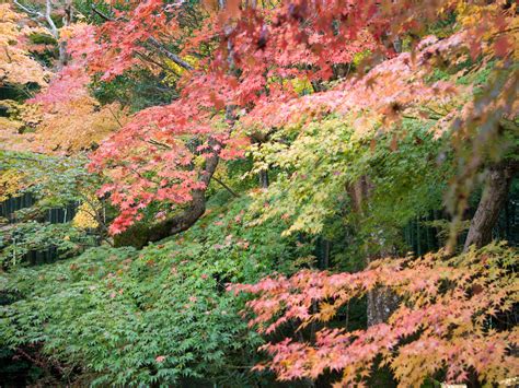 Jeffrey Friedls Blog Kyoto Fall Foliage Desktops