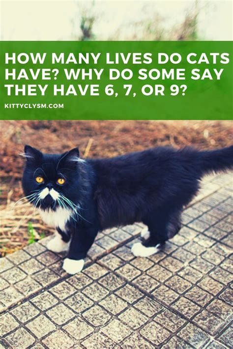 How Many Lives Do Cats Have Why Do Some Say They Have 6 7 Or 9